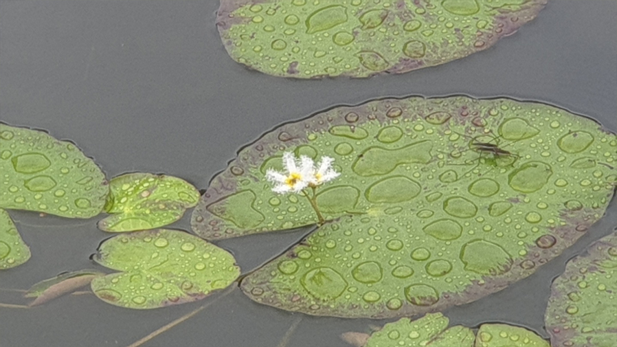 The Garden of Prayer10