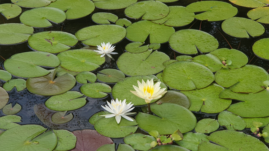 The Garden of Prayer11